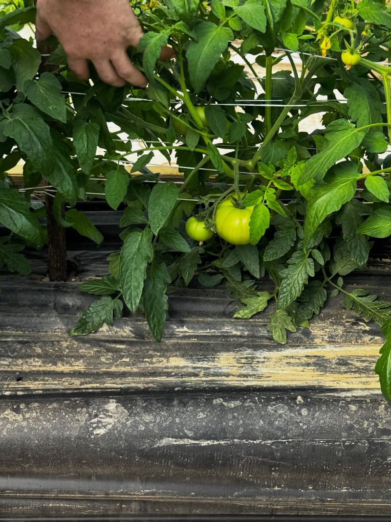 Keep Plants Holding Full Size Green Tomatoes