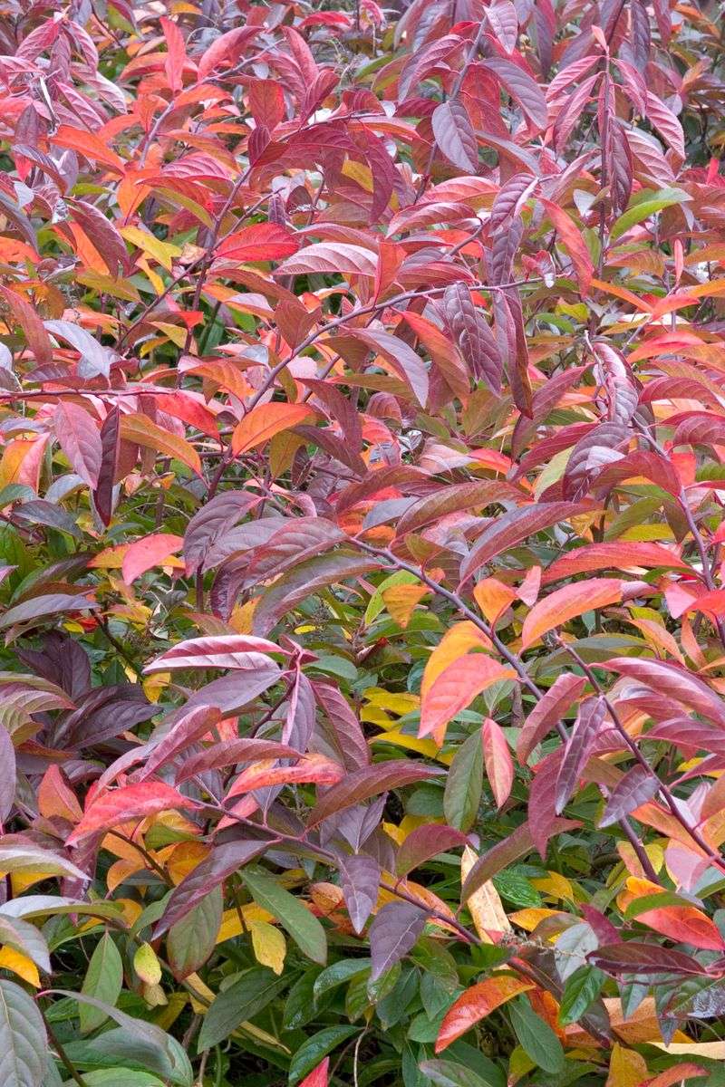 Keep Plants Watered If Fall Weather Turns Dry Keep Plants Watered If Fall Weather Turns Dry