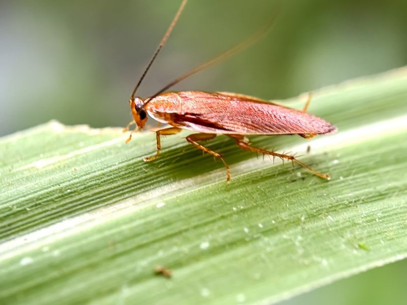 Keep Porch Plants Without Inviting Roaches
