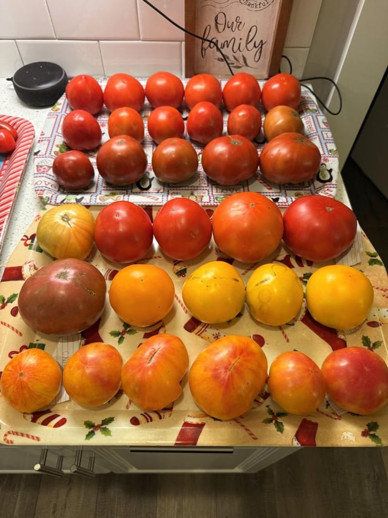 Keep Ripening Fruit Out Of Harsh Sun