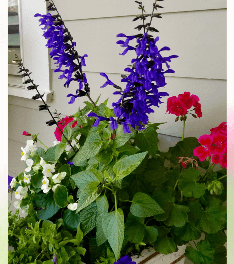 Keep Salvia Flower Spikes Working