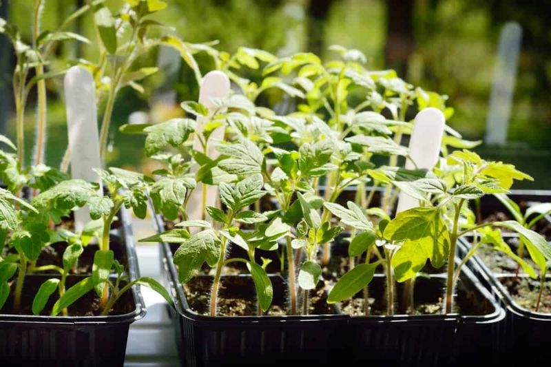 Keep Seed Trays Cool During Extreme August Heat