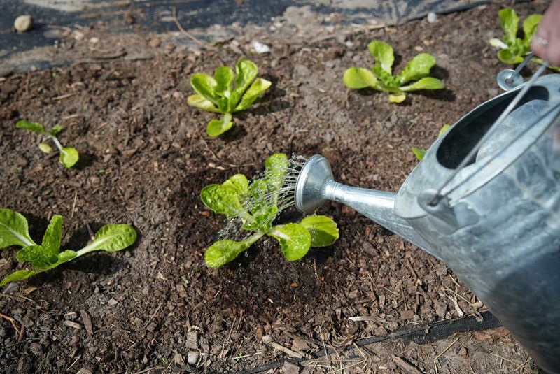 Keep Seeds Cool During Hot August Weather Keep Seeds Cool During Hot August Weather