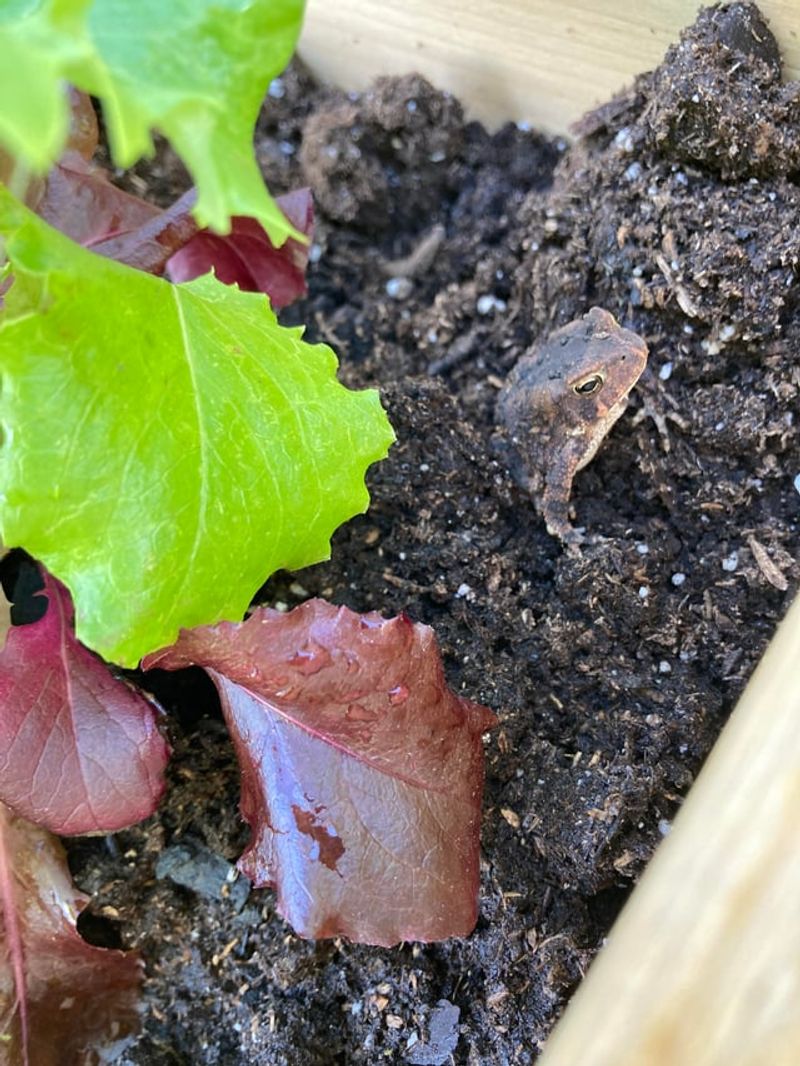 Keep Shelter Close To Garden Prey