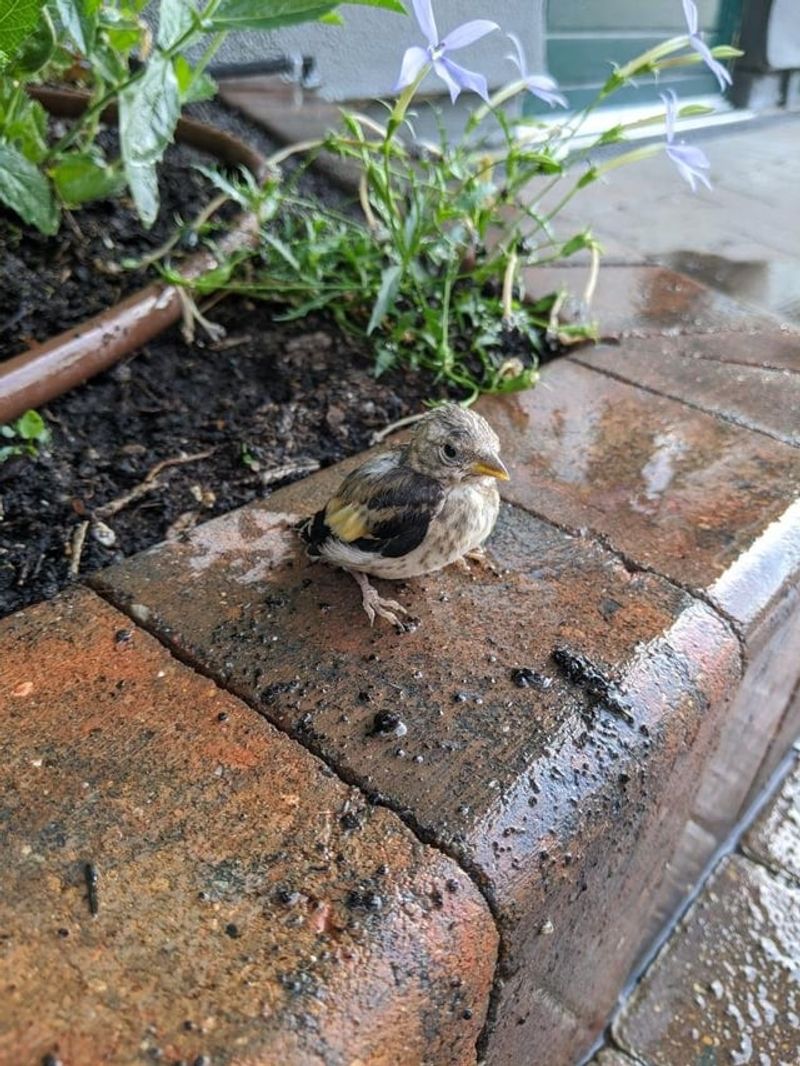 Keep Shrubs Watered, Not Trimmed Keep Shrubs Watered, Not Trimmed