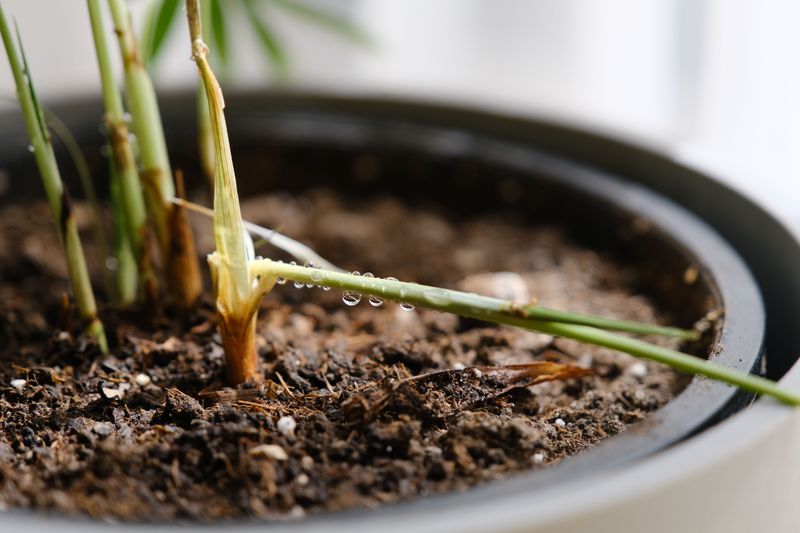 Keep Soil Consistently Damp But Not Soggy Keep Soil Consistently Damp But Not Soggy