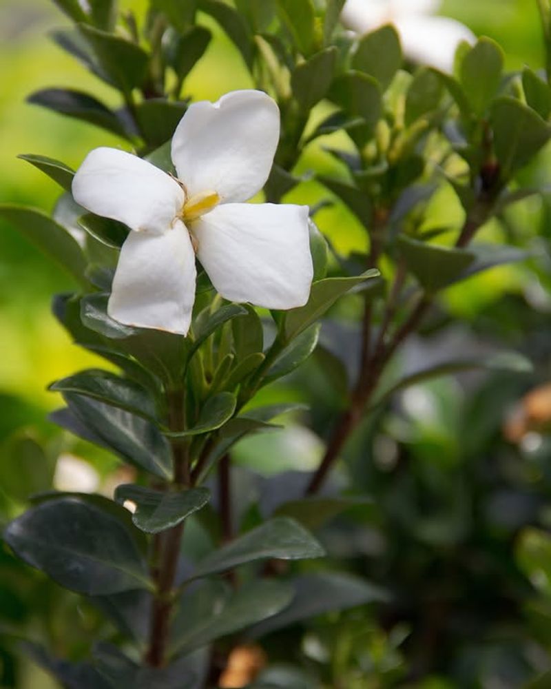 Keep Soil Moist During Hot Weather