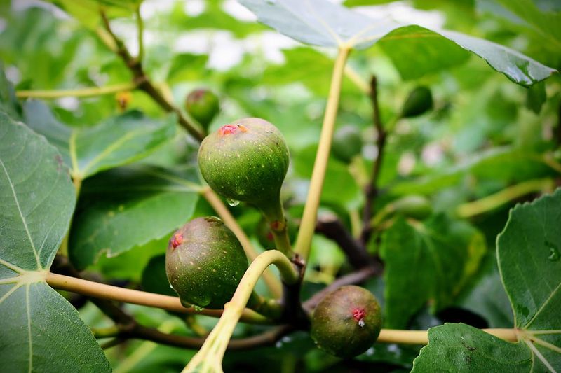 Keep Soil Moist While Figs Enlarge