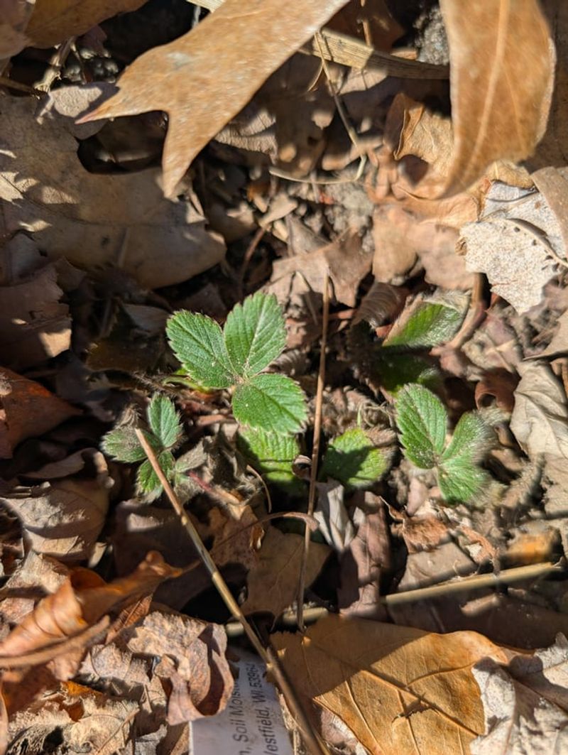 Keep Some Leaf Litter Under Plants Keep Some Leaf Litter Under Plants