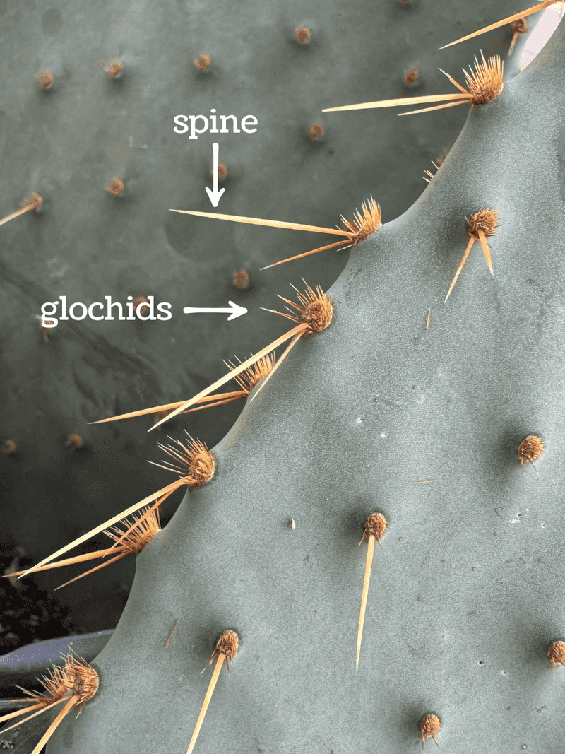 Keep Spiny Pads Out Of The Traffic Zone Keep Spiny Pads Out Of The Traffic Zone