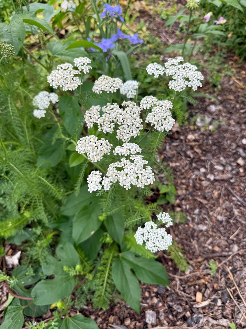 Keep Spring Flowers For Pollinators Keep Spring Flowers For Pollinators