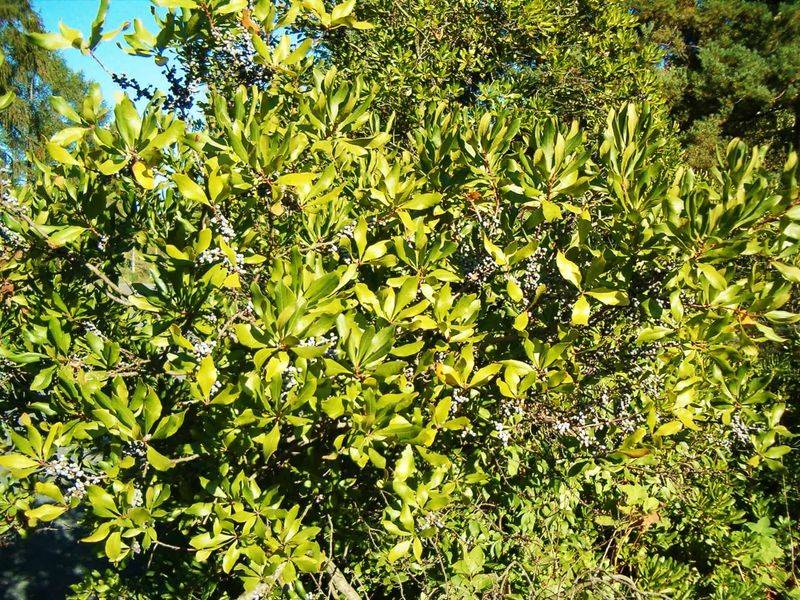 Keep Sunlight Reaching The Lower Branches