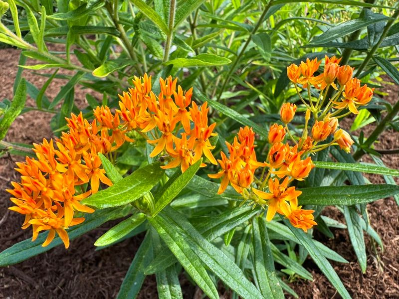 Keep The Crown Out Of Soggy Soil Keep The Crown Out Of Soggy Soil