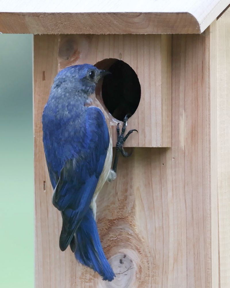 Keep The Entrance Hole At Bluebird Size Keep The Entrance Hole At Bluebird Size