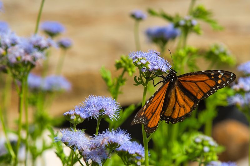 Keep The Flowers Safe For Monarchs