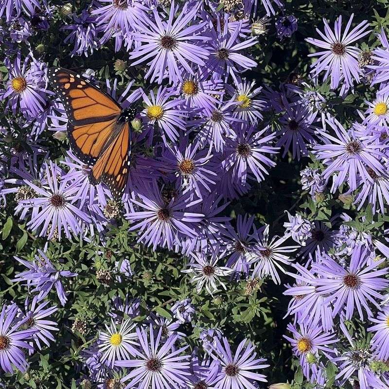 Keep The Late Flowers Safe For Monarchs Keep The Late Flowers Safe For Monarchs