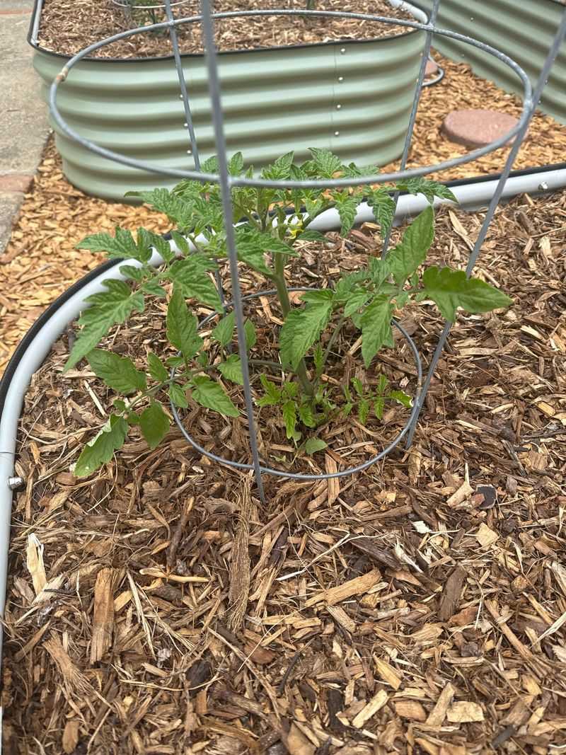 Keep The Layer Clear Of Tomato Stems Keep The Layer Clear Of Tomato Stems