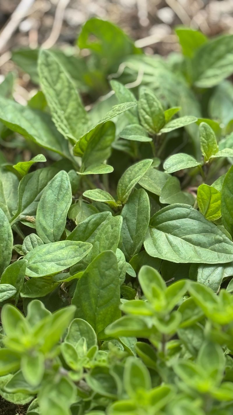 Keep The Leaves Functional By Managing August Moisture Correctly Keep The Leaves Functional By Managing August Moisture Correctly