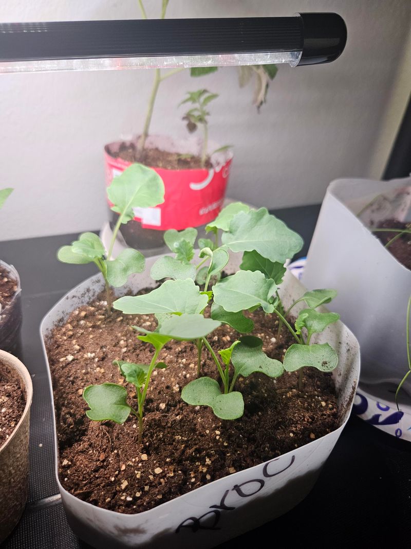 Keep The Mix Moist While Seeds Begin Growing Keep The Mix Moist While Seeds Begin Growing