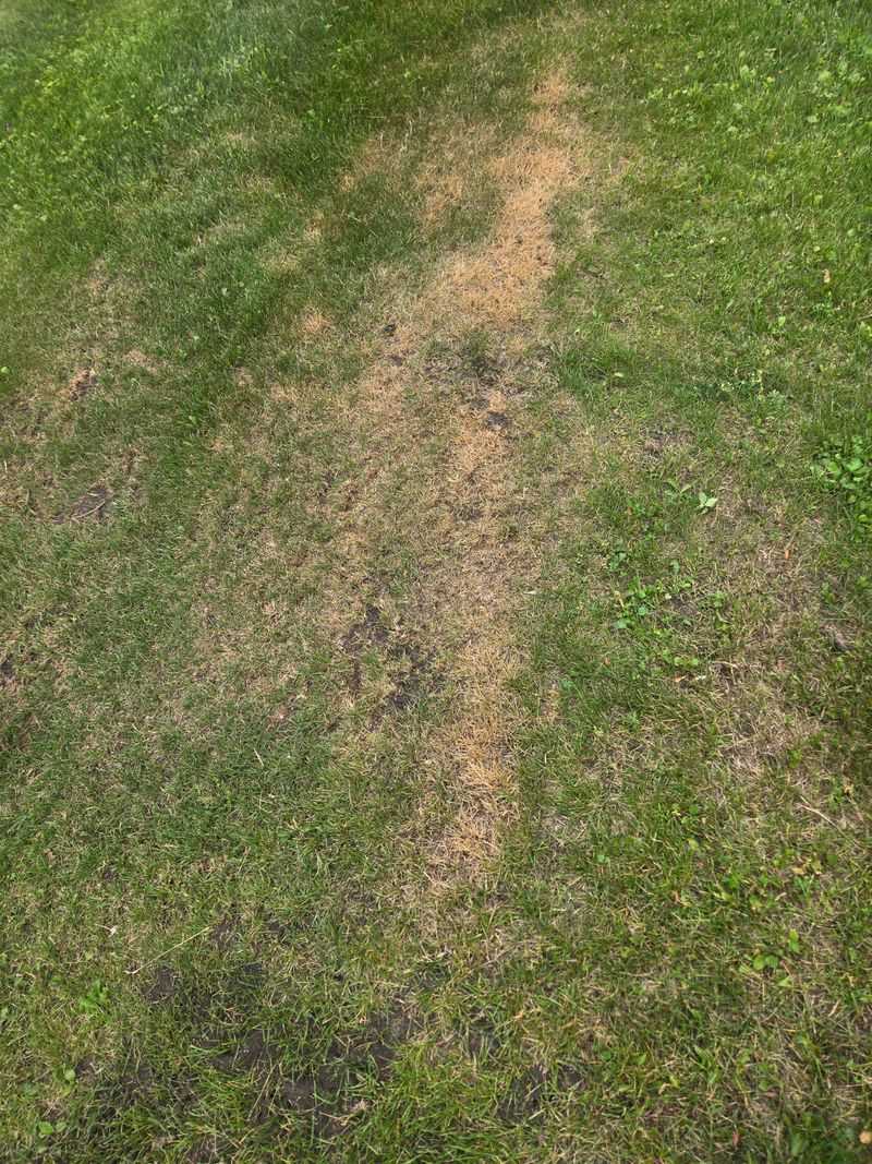 Keep The Mower From Scalping Stressed Grass