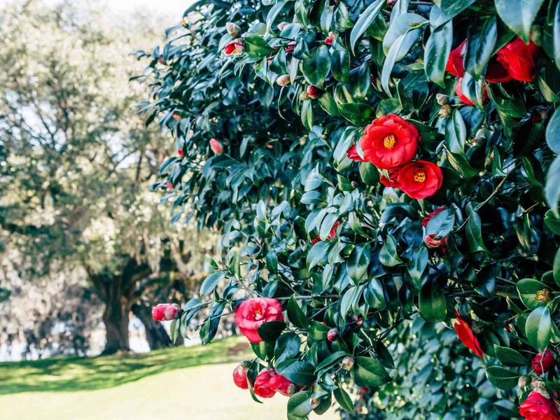 Keep The Pruners Off Camellias In Late Summer