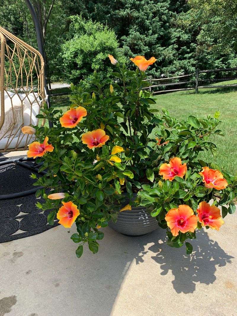 Keep The Root Zone Consistently Moist