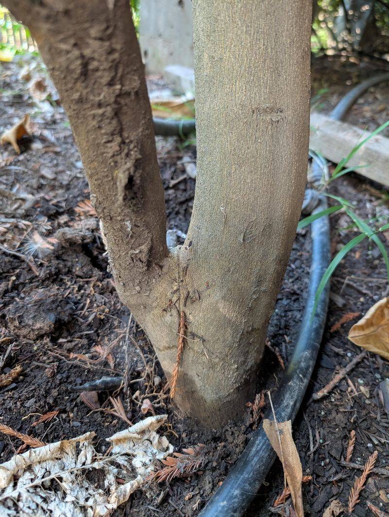 Keep The Root Zone Evenly Moist
