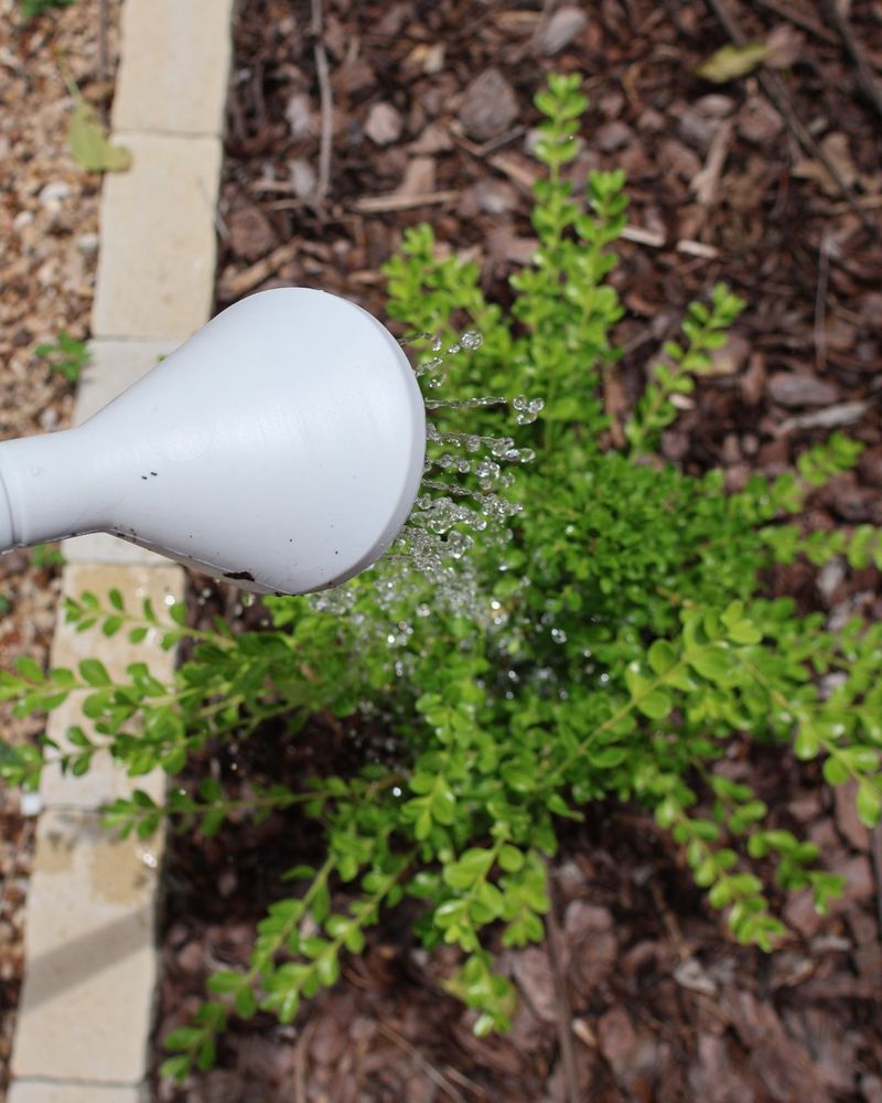 Keep The Root Zone Moist Keep The Root Zone Moist