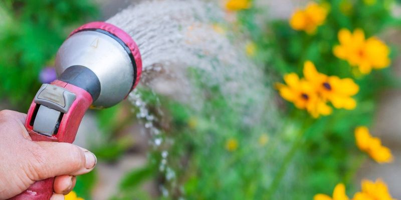 Keep The Seeded Area Moist During Early Growth