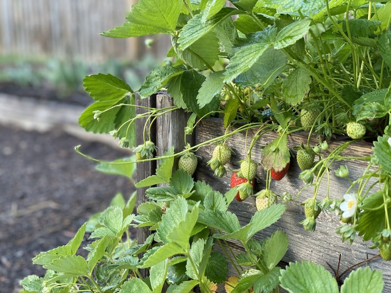 Keep The Soil Draining Well After Rain Keep The Soil Draining Well After Rain