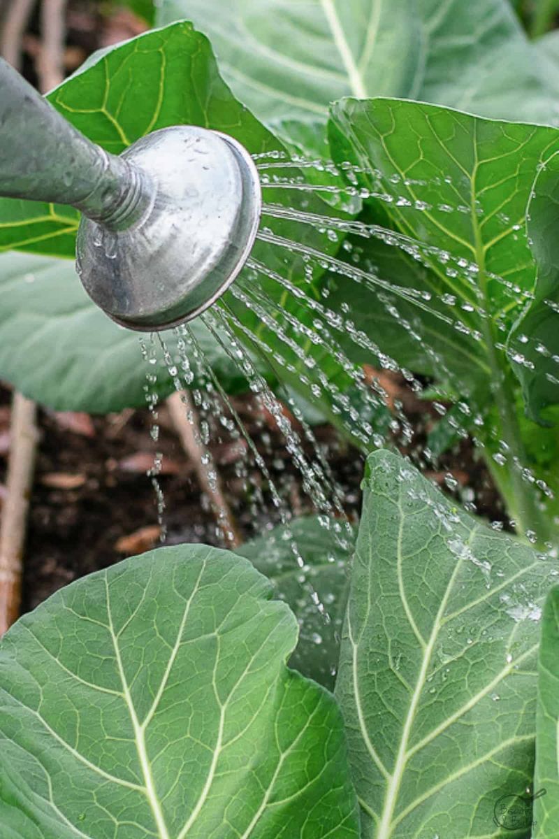Keep The Soil Evenly Moist
