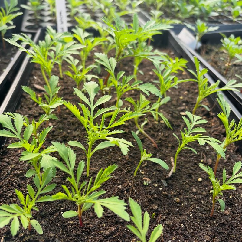 Keep The Soil Moist