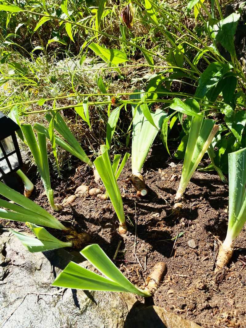 Keep The Soil Moist Keep The Soil Moist