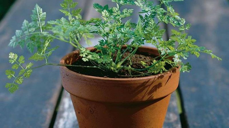 Keep The Soil Moist But Well Drained