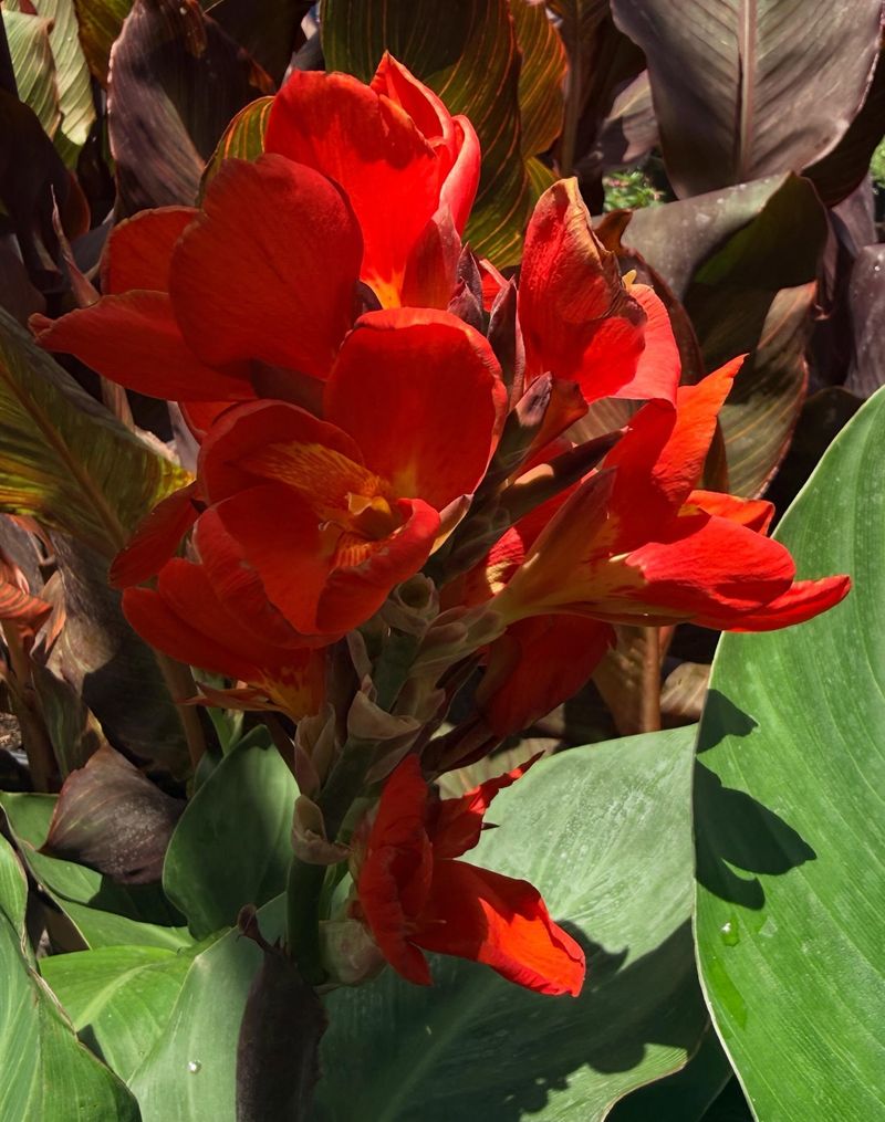 Keep The Soil Moist During Late Summer Heat
