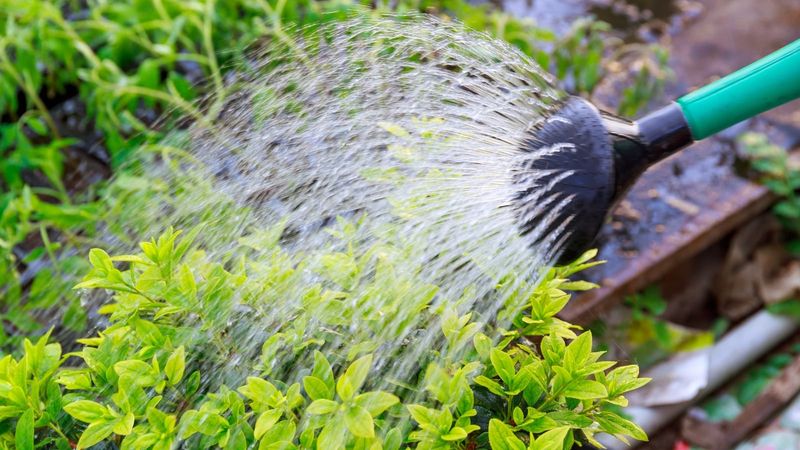 Keep The Soil Moist When Dry Weather Continues