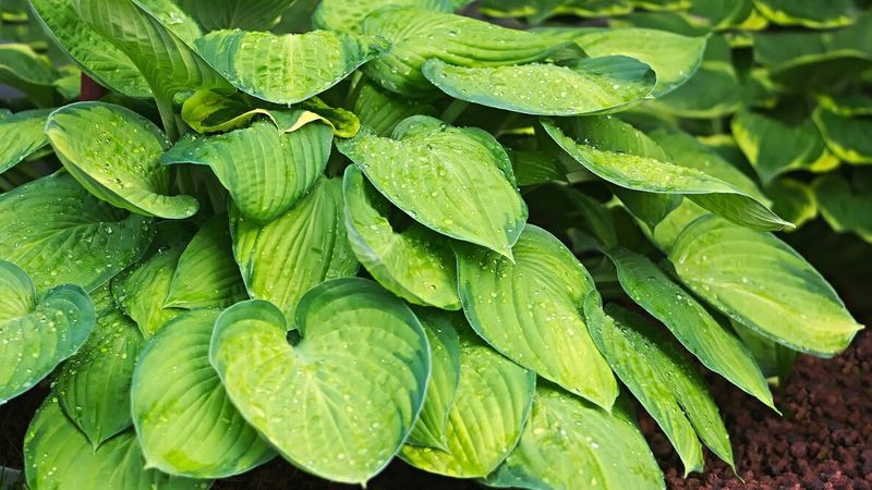 Keep The Soil Moist While Leaves Stay Green Keep The Soil Moist While Leaves Stay Green