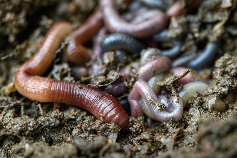 Keep The Topsoil From Baking Dry
