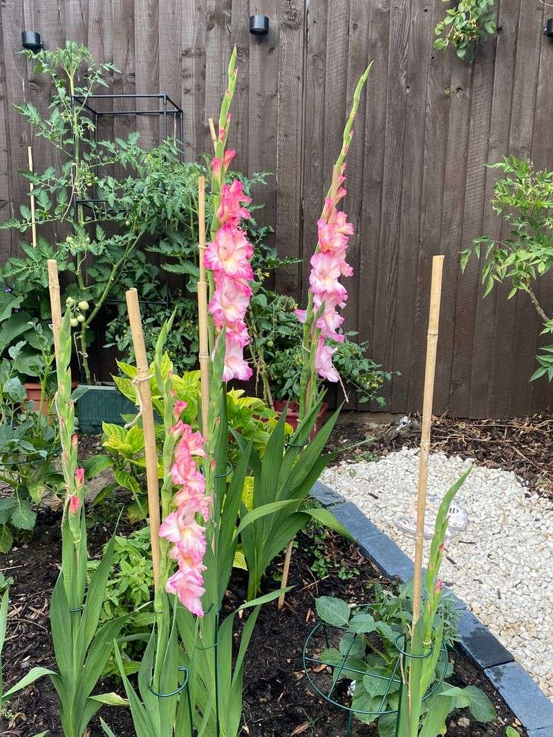 Keep Them Watered During Dry Spells Keep Them Watered During Dry Spells