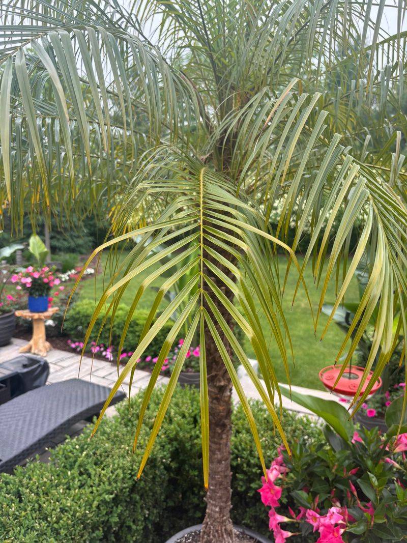 Keep Those Crooked Green Fronds On The Payroll Keep Those Crooked Green Fronds On The Payroll