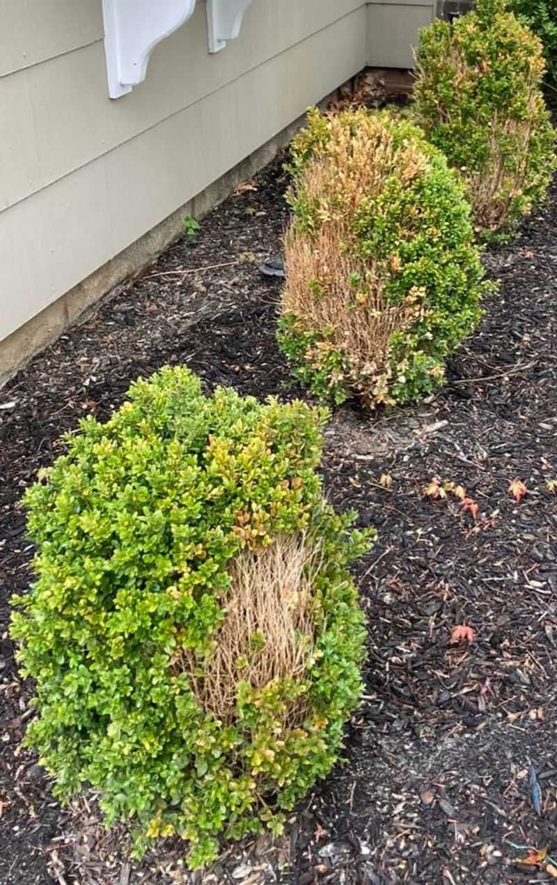 Keep Water Off The Leaves To Lower Disease Risk