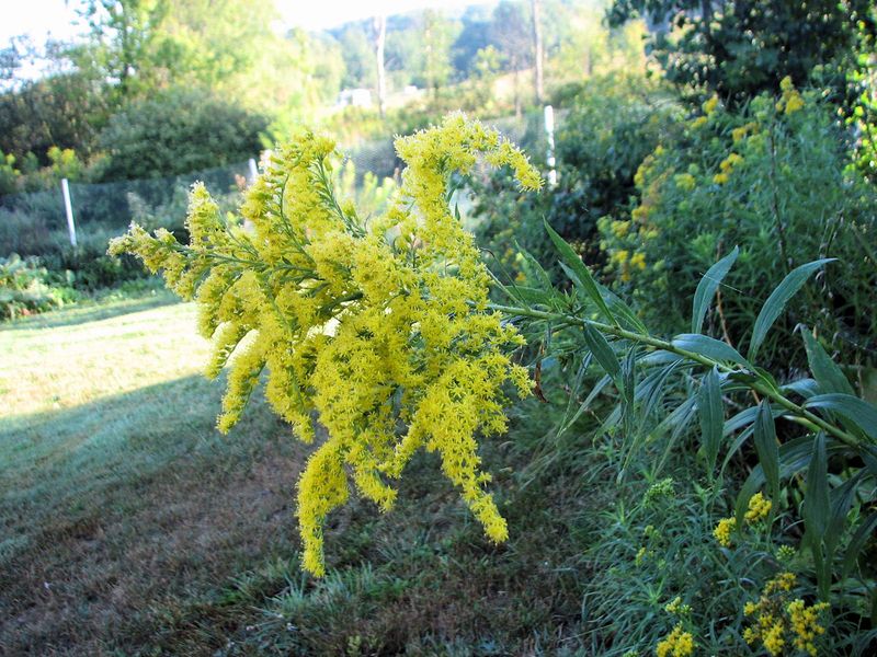 Keep Water Steady While Flowers Develop Keep Water Steady While Flowers Develop