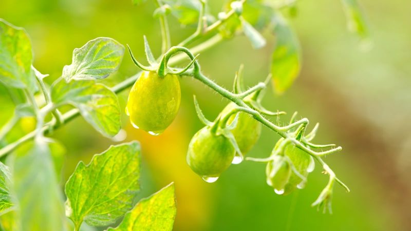 Keep Water Steady While Fruit Sizes Up