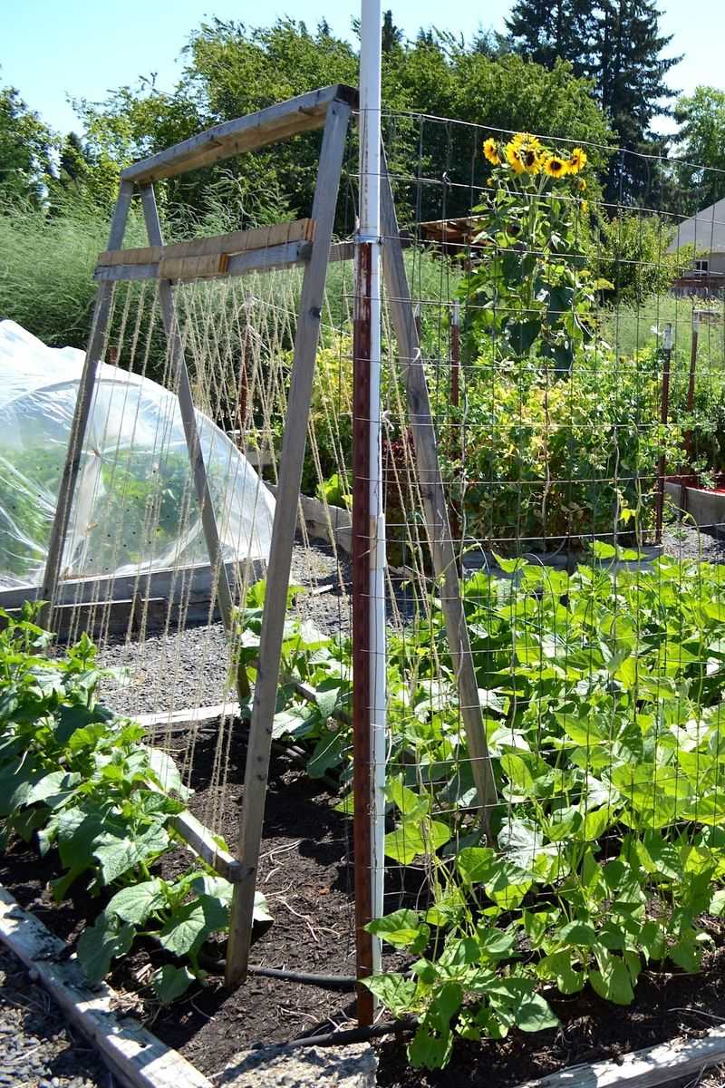 Keep Watering Beds That Are Still Producing Keep Watering Beds That Are Still Producing