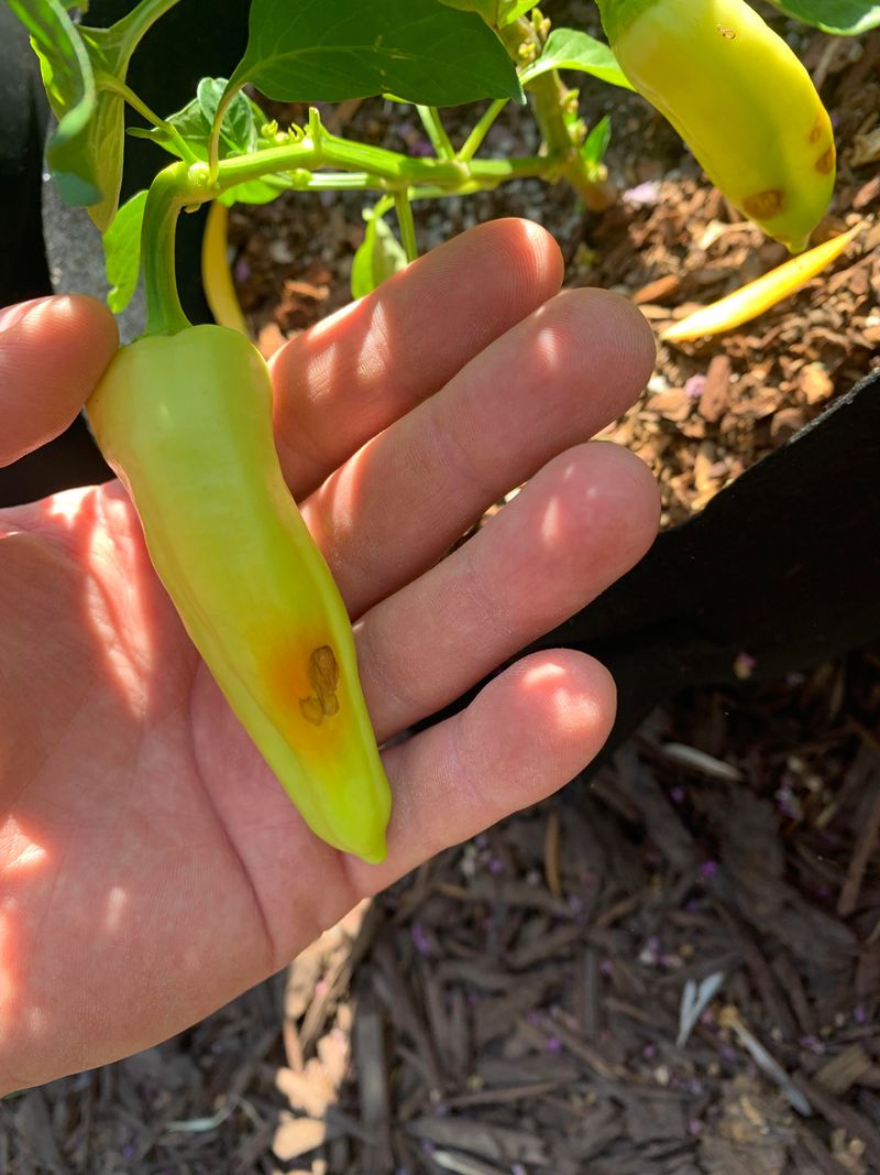 Keep Watering Even Through Heat Keep Watering Even Through Heat