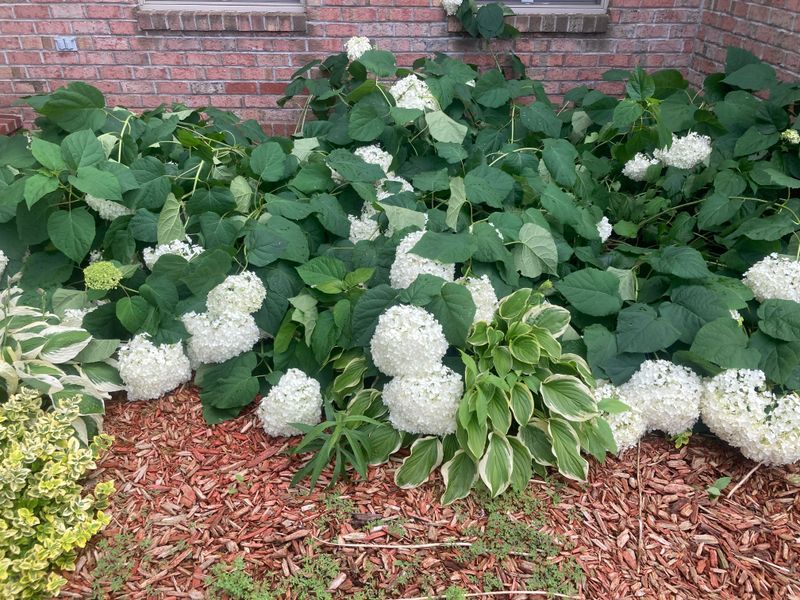 Keep Watering Until Fall Rain Really Returns