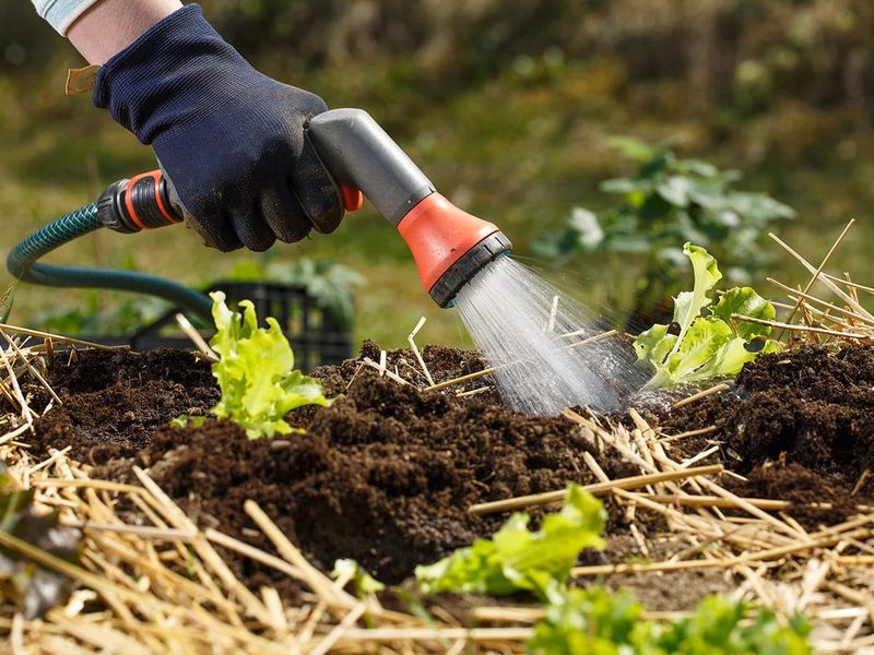Keep Watering While The Soil Is Still Dry