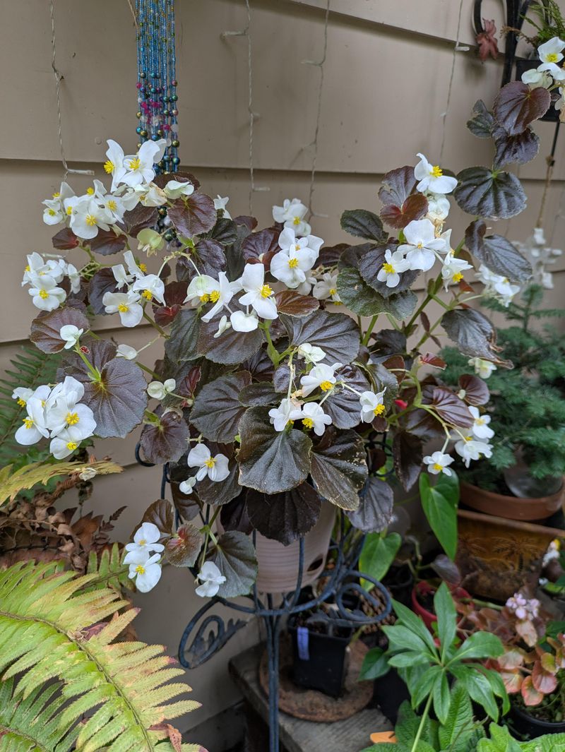 Keep Wax Begonia In Morning Light Keep Wax Begonia In Morning Light