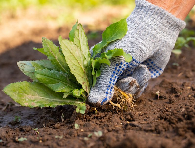 Keep Weeds Away From The Root Zone Keep Weeds Away From The Root Zone