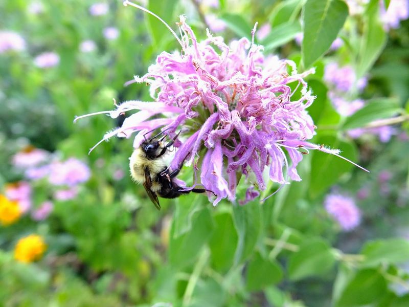 Keep Wild Bergamot Back From The Road Keep Wild Bergamot Back From The Road